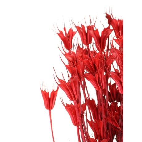 -60% VÄIKE KIMP KUIVATATUD NIGELLA RED 27 CM