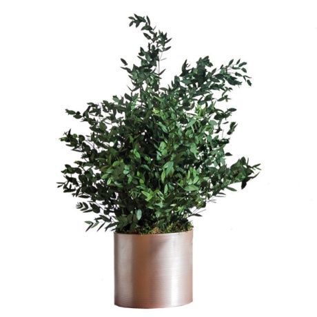 EUKALÜPT PARFIFOLIA