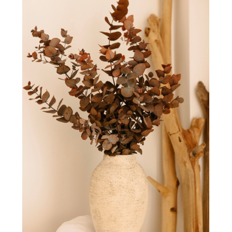 KAUASÄILIV EUKALÜPT CINEREA - MOCHA COCOA