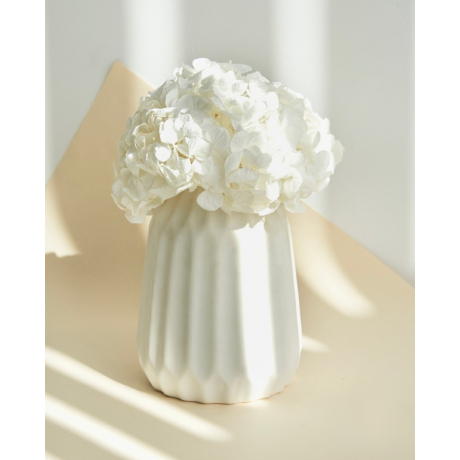 STABILISEERITUD HORTENSIA - VALGE
