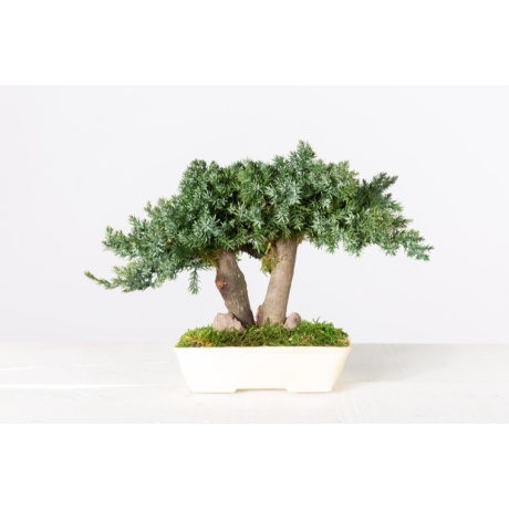 STABILISEERITUD BONSAI - PROCUMBENS