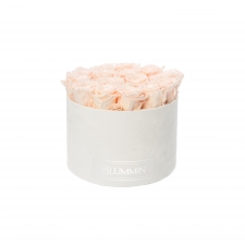 LARGE BLUMMiN VALGE SAMETKARP ICE PINK ROOSIDEGA
