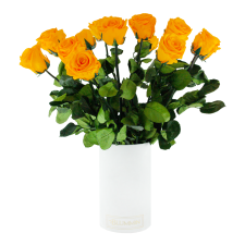 -40% VARREGA ROOSID - YELLOW