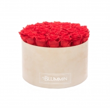 EXTRA LARGE BLUMMIN NUDE VELVET BOX WITH VIBRANT RED ROSES
