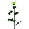 PRZ1170-03-rosa-tallo-standard_760x.jpg.webp