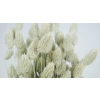 PHALARIS NATURAL BLUMMIN.png