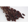 Phalaris-Hazelnut_kuivatatud lilled1_kuivlilled1.png