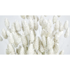 kuivlilled valged-phalaris white.png