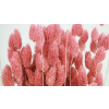 phalaris grenadine kuivatatud lilled.png