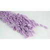 phalaris powder purple kuivlilled.png