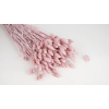 roosa phalaris powder pink kuivlilled.png