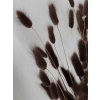 Bunny-tail-brown-dried-flower-closeup.jpg