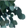 EUKALÜPTIPUU STABILISEERITUD POPULUS-2.jpg