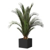 KPB0100-1-palmera-phoenix.jpg