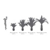 KPB0100-4-palmera-phoenix.png.jpeg