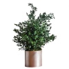 SPA0107-1-plantas-parvifolia.jpg