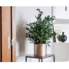 SPA0107-3-plantas-parvifolia.jpg