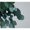 WPO0113-2-wide-populus.jpg
