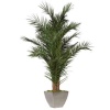 YPH0220-1-palmera-phoenix.jpg