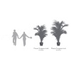 YPH0220-4-palmera-phoenix.png.jpeg