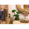 stabiliseeritud bonsai2.jpg