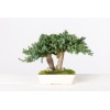 stabiliseeritud bonsai3.jpg